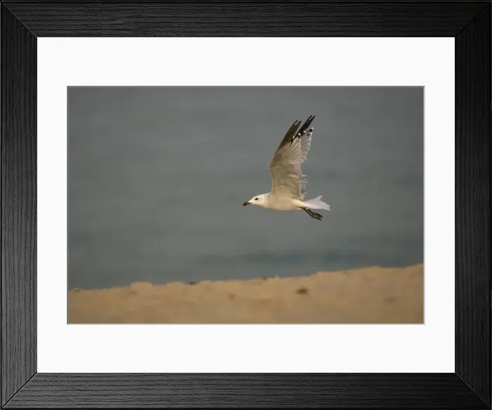 Framed Print : Audouin's Gull in flight Tarifa Southern Spain September Framed Print : Audouin's Gull in flight Tarifa Southern Spain September