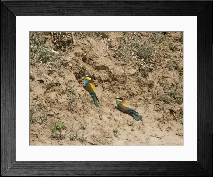 Framed Print : European Beeaters at nest hole, Ronda Spain June Framed Print : European Beeaters at nest hole, Ronda Spain June