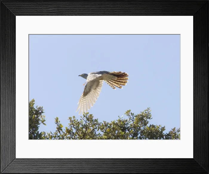 Framed Print : Common Cuckoo in flight Ronda Spain April Framed Print : Common Cuckoo in flight Ronda Spain April