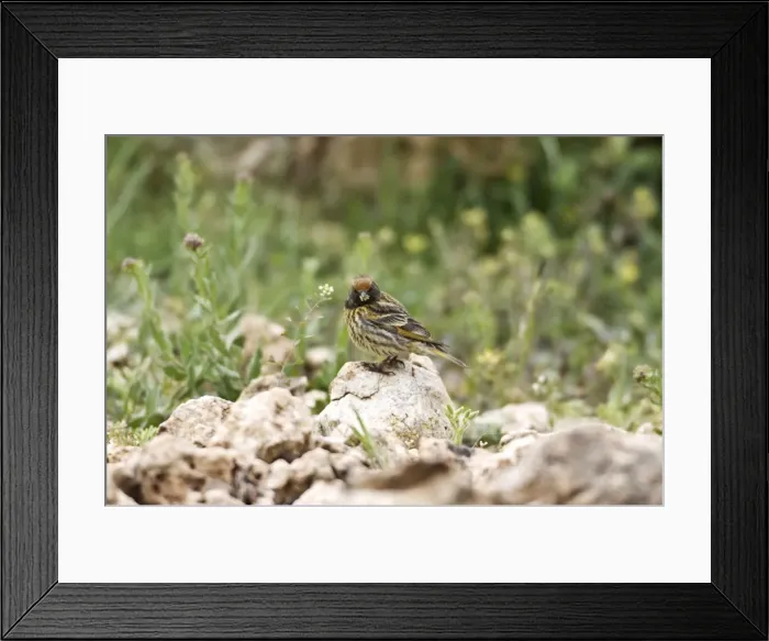 Framed Print : Female Red-fronted Serin Southern Turkey May Framed Print : Female Red-fronted Serin Southern Turkey May
