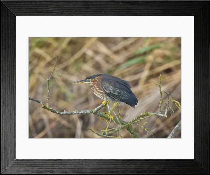 Framed Print : 1st winter Green Heron vagrant Kent UK October Framed Print : 1st winter Green Heron vagrant Kent UK October