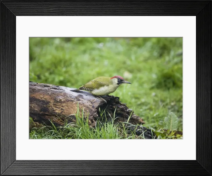 Framed Print : Green Woodpecker - Female feeding on rotting log Oxon UK October Framed Print : Green Woodpecker - Female feeding on rotting log Oxon UK October