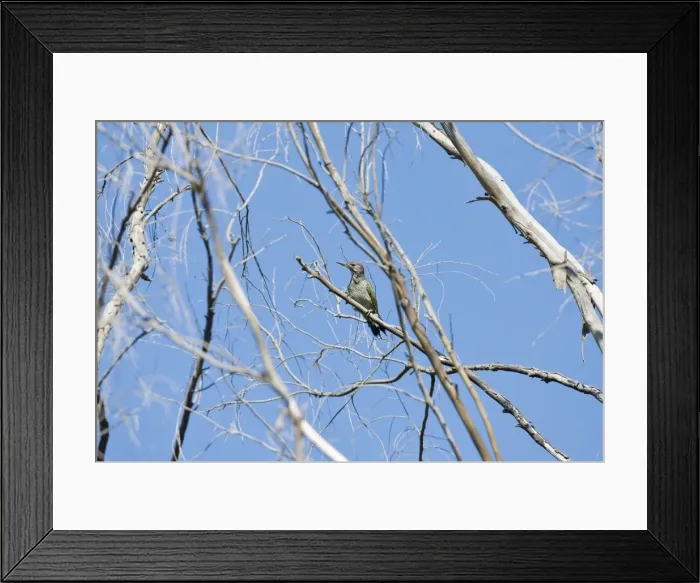 Framed Print : Female Iberian Green Woodpecker. Ronda Spain June Framed Print : Female Iberian Green Woodpecker. Ronda Spain June