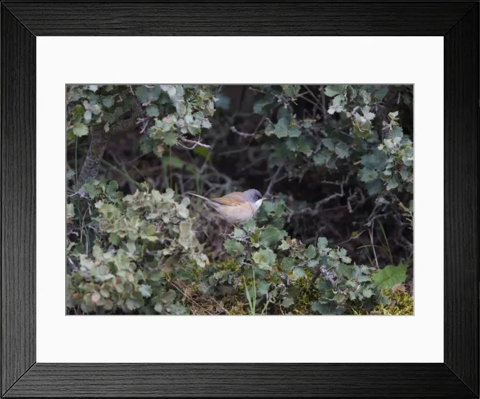 Framed Print : Spectacled Warbler Ronda Spain April Framed Print : Spectacled Warbler Ronda Spain April
