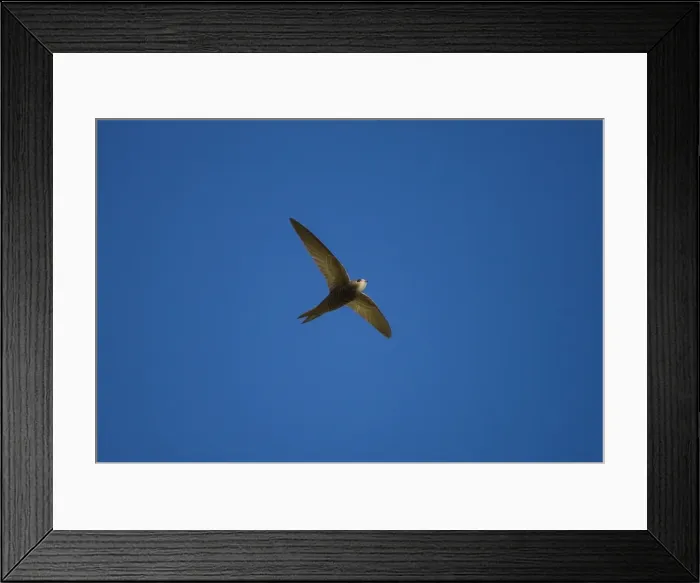 Framed Print : Pallid Swift. Ronda Spain June Framed Print : Pallid Swift. Ronda Spain June