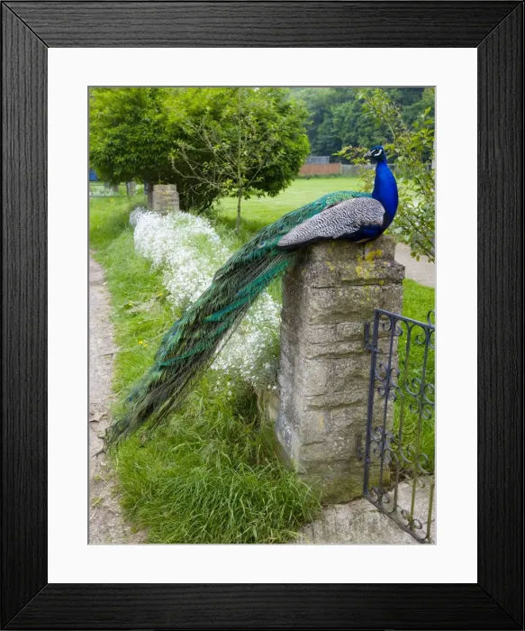 Framed Print : Peacock - male sitting on gate post. Oxon Garden, UK Framed Print : Peacock - male sitting on gate post. Oxon Garden, UK