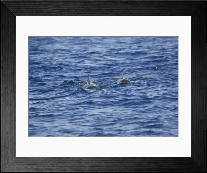 Framed Print : Pilot Whales Madeira September Framed Print : Pilot Whales Madeira September