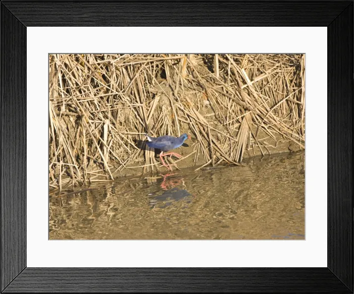 Framed Print : Purple Swamphen with oyster La Janda Spain October Framed Print : Purple Swamphen with oyster La Janda Spain October