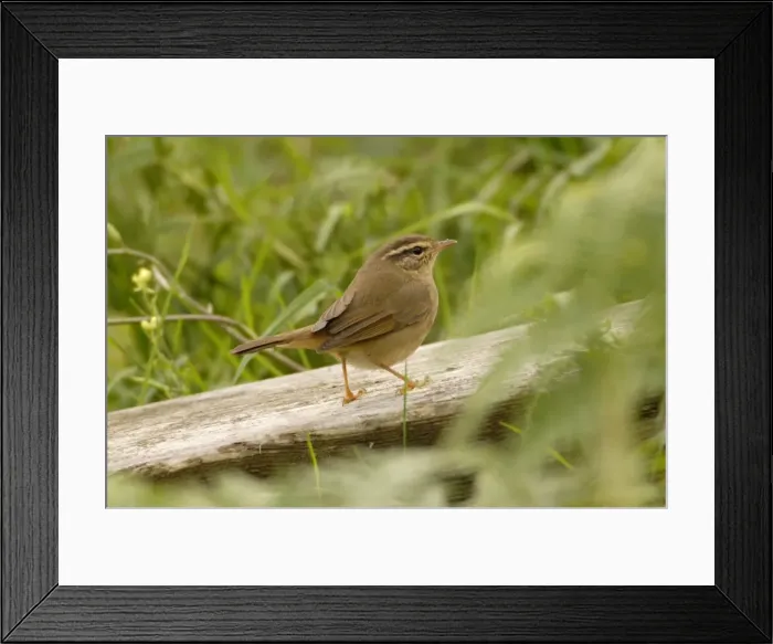 Framed Print : Radde's warbler vagrant Isles of Scilly October Framed Print : Radde's warbler vagrant Isles of Scilly October