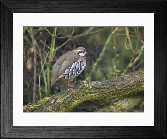 Framed Print : Red-legged Partridge in Oxon garden March. UK Framed Print : Red-legged Partridge in Oxon garden March. UK