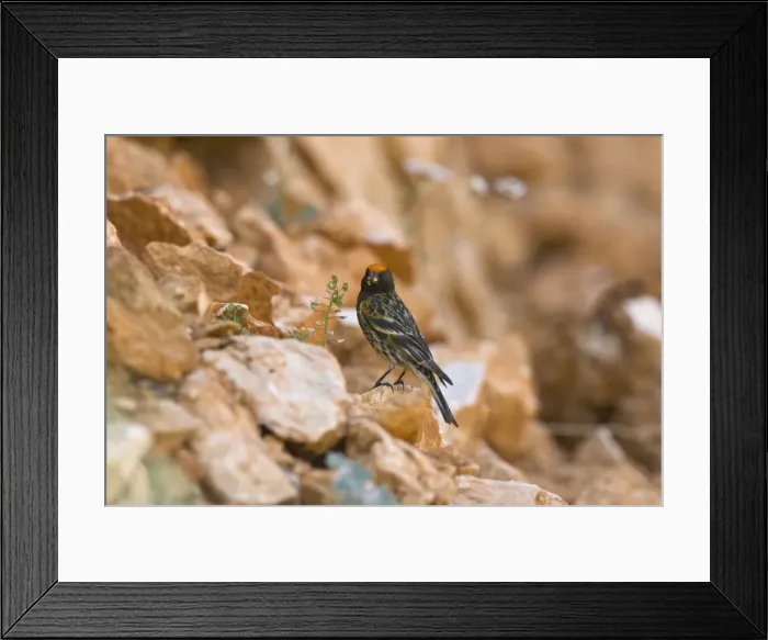 Framed Print : Male Red-fronted Serin Southern Turkey May Framed Print : Male Red-fronted Serin Southern Turkey May