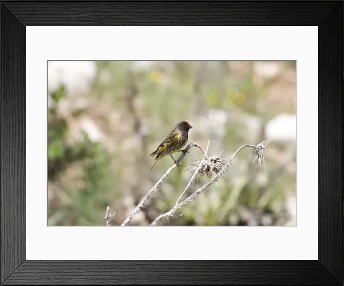 Framed Print : Male Red-fronted Serin Southern Turkey May Framed Print : Male Red-fronted Serin Southern Turkey May