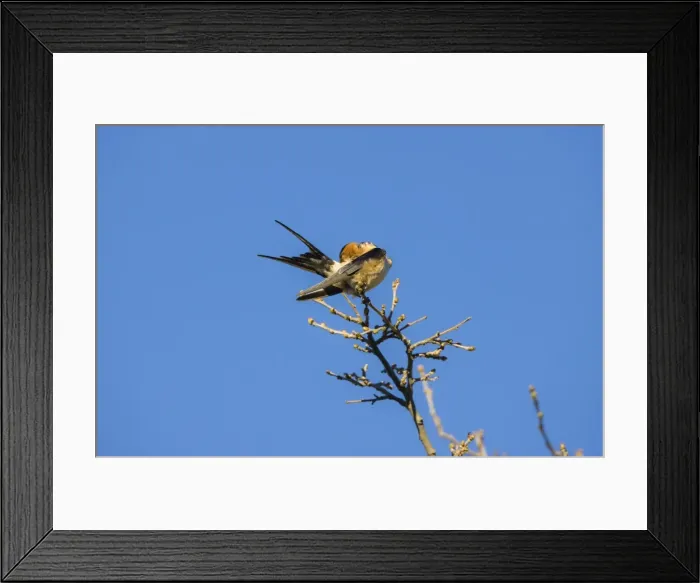 Framed Print : Red-rumped Swallow preening Ronda Spain April Framed Print : Red-rumped Swallow preening Ronda Spain April
