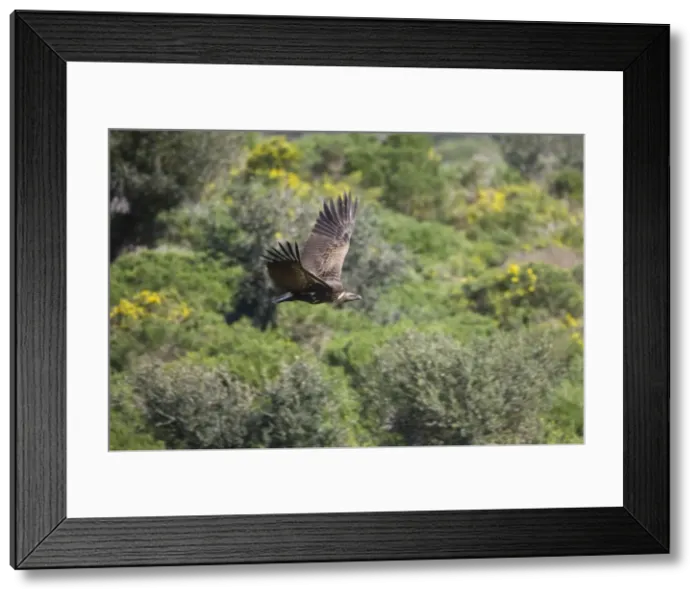 Framed Print : Ruppell's Vulture - juvenile in flight. Tarifa Spain February Framed Print : Ruppell's Vulture - juvenile in flight. Tarifa Spain February