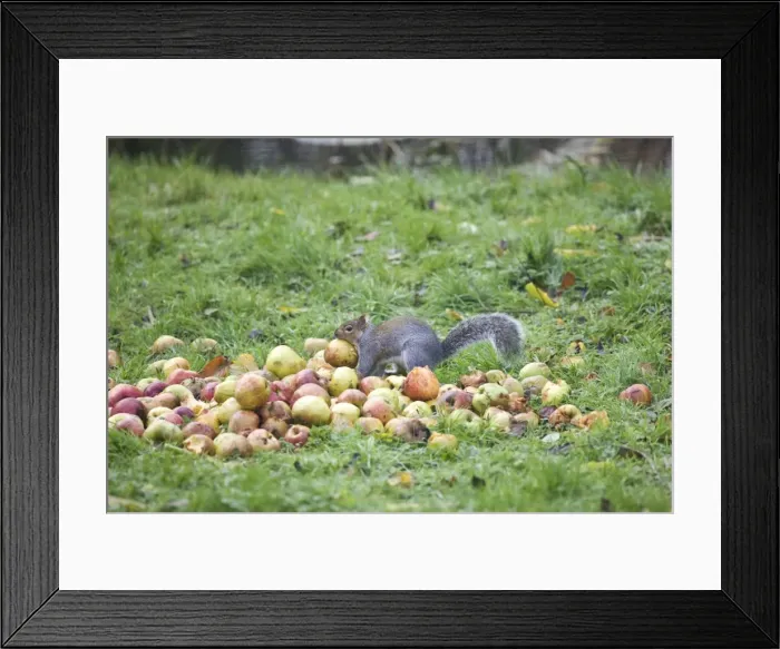 Framed Print : Grey Squirrel eating apples in Oxford Garden November. UK Framed Print : Grey Squirrel eating apples in Oxford Garden November. UK