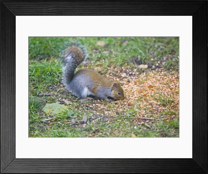 Framed Print : Grey Squirrel - eating chilli covered bird seed in Oxford Garden November. Chilli is used as squirrel deterrent, birds cannot taste the heat from the chilli Framed Print : Grey Squirrel - eating chilli covered bird seed in Oxford Garden November. Chilli is used as squirrel deterrent, birds cannot taste the heat from the chilli