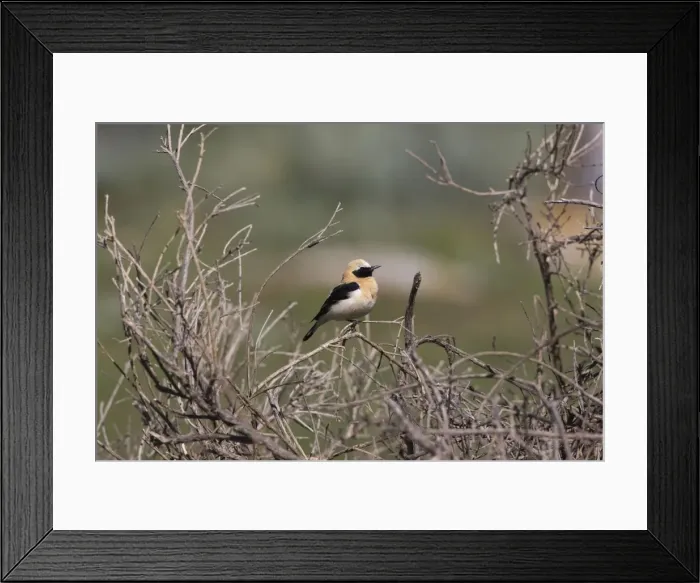 Framed Print : Adult male Western Black-eared Wheatear Tarifa Spain April Framed Print : Adult male Western Black-eared Wheatear Tarifa Spain April
