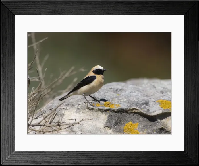 Framed Print : Adult male Western Black-eared Wheatear Tarifa Spain April Framed Print : Adult male Western Black-eared Wheatear Tarifa Spain April