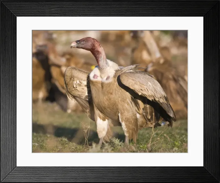 Framed Print : Blood stained Eurasian Griffon Vulture in aggressive posture at carcass Tarifa Southern Spain November Framed Print : Blood stained Eurasian Griffon Vulture in aggressive posture at carcass Tarifa Southern Spain November