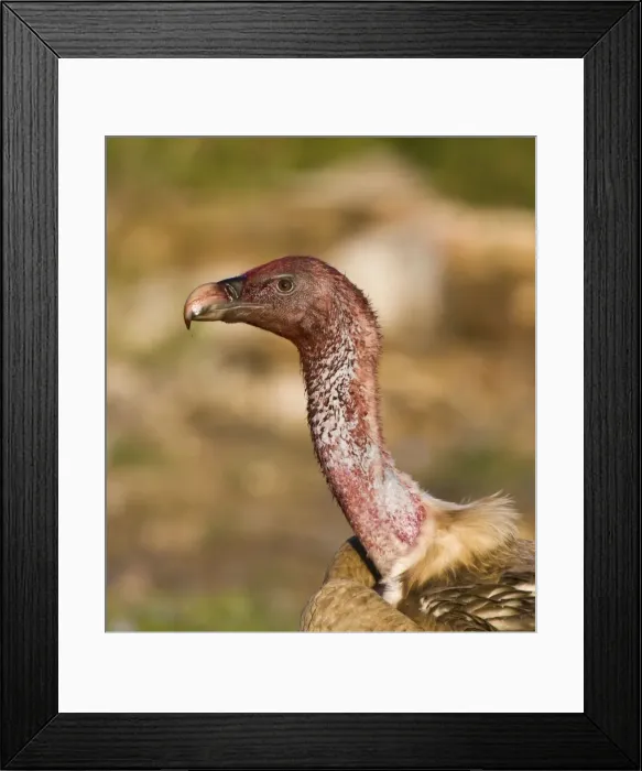 Framed Print : Blood stained Eurasian Griffon Vulture. Spain Framed Print : Blood stained Eurasian Griffon Vulture. Spain