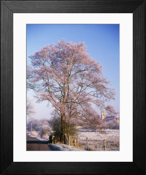 Framed Print : Alder Tree - frosty morning Frome Valley, Dorset, UK Framed Print : Alder Tree - frosty morning Frome Valley, Dorset, UK