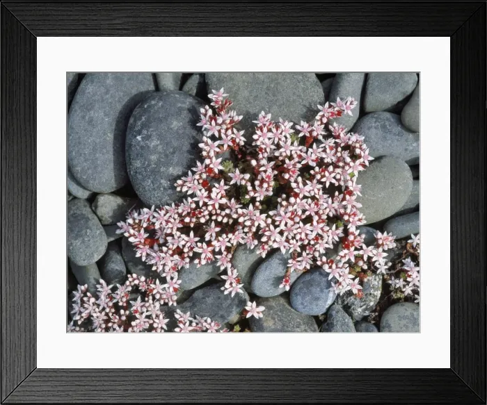 Framed Print : English Stonecrop - among lichen covered pebbles Framed Print : English Stonecrop - among lichen covered pebbles