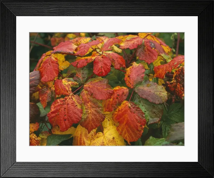 Framed Print : Bramble Leaves Autumn, Dorset, UK Framed Print : Bramble Leaves Autumn, Dorset, UK