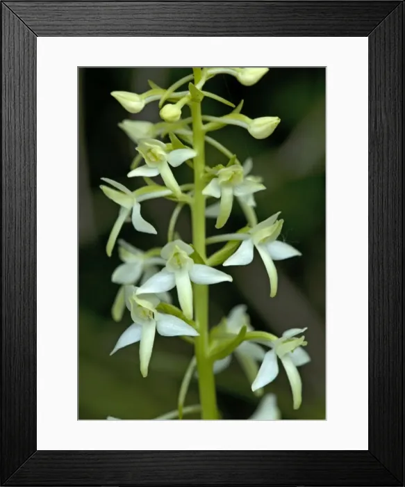 Framed Print : Lesser butterfly orchid Framed Print : Lesser butterfly orchid