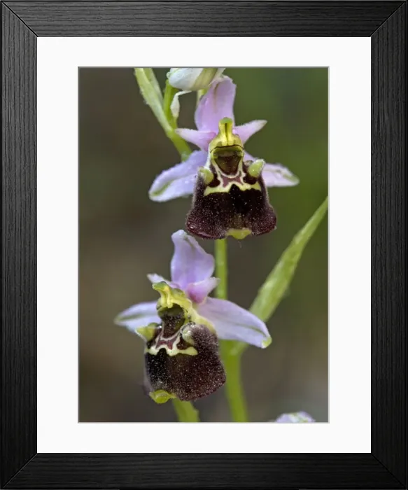 Framed Print : Late spider orchid. Very rare in UK, on chalk and limestone grassland Framed Print : Late spider orchid. Very rare in UK, on chalk and limestone grassland