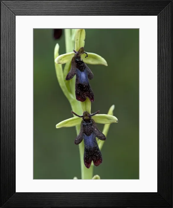 Framed Print : Fly orchid flowers. Insect mimic Framed Print : Fly orchid flowers. Insect mimic