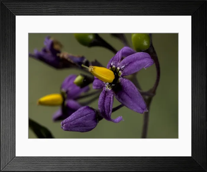 Framed Print : Bittersweet Nightshade Framed Print : Bittersweet Nightshade