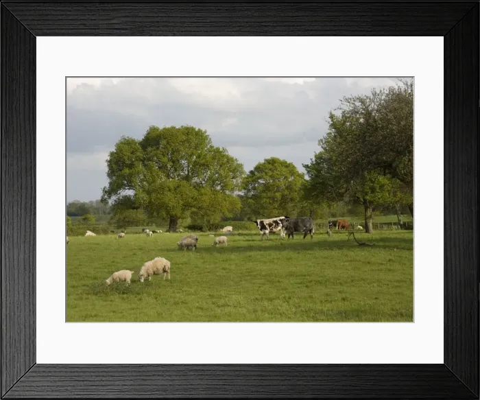 Framed Print : Multi-use orchard, with cattle, sheep and mistletoe Framed Print : Multi-use orchard, with cattle, sheep and mistletoe