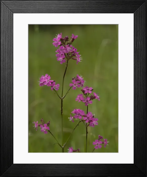 Framed Print : Sticky catchfly. Rare in UK Framed Print : Sticky catchfly. Rare in UK