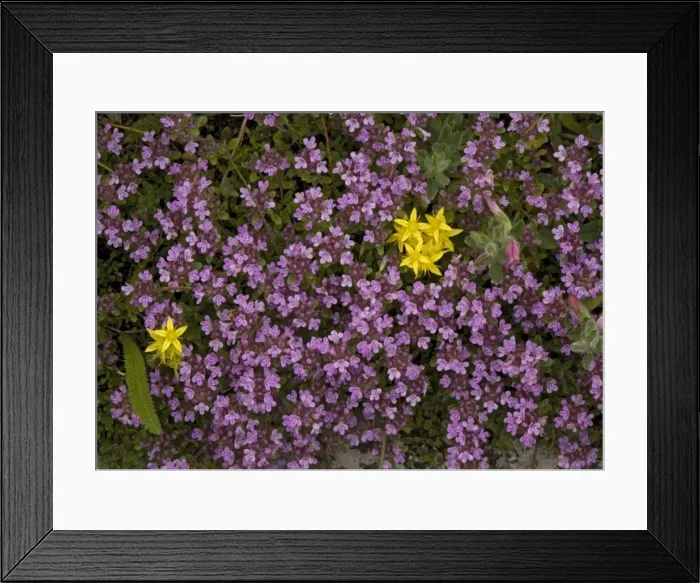 Framed Print : ROG-11581 Wild Thyme ssp Framed Print : ROG-11581 Wild Thyme ssp