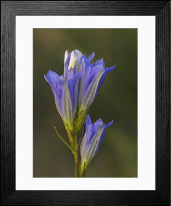 Framed Print : Marsh Gentian Framed Print : Marsh Gentian