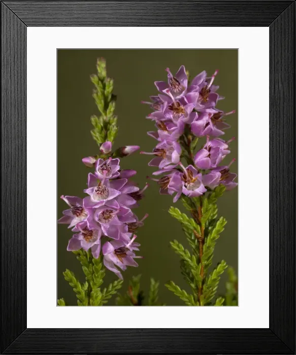 Framed Print : Heather. ROG-11600. Heather / Ling. UK. Calluna vulgaris Framed Print : Heather. ROG-11600. Heather / Ling. UK. Calluna vulgaris