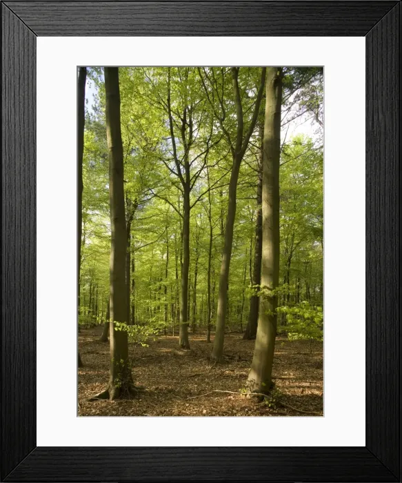 Framed Print : Beech plantation in Thetford Forest, Norfolk UK Framed Print : Beech plantation in Thetford Forest, Norfolk UK
