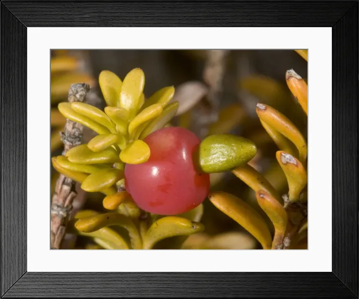 Framed Print : Snow totara in fruit'. A dwarf podocarp (primitive gymnosperm). Tongariro, North Island, New Zealand Framed Print : Snow totara in fruit'. A dwarf podocarp (primitive gymnosperm). Tongariro, North Island, New Zealand