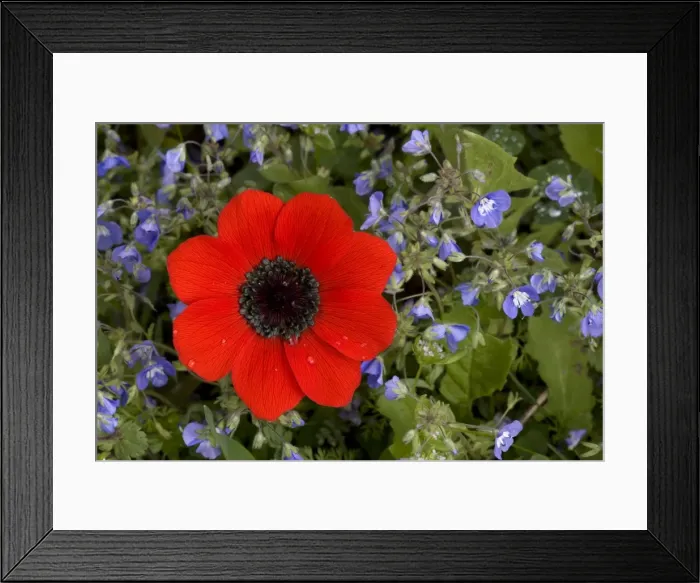 Framed Print : Peacock anemone amongst blue speedwell (Veronica glauca); Mani peninsula, Greece Framed Print : Peacock anemone amongst blue speedwell (Veronica glauca); Mani peninsula, Greece
