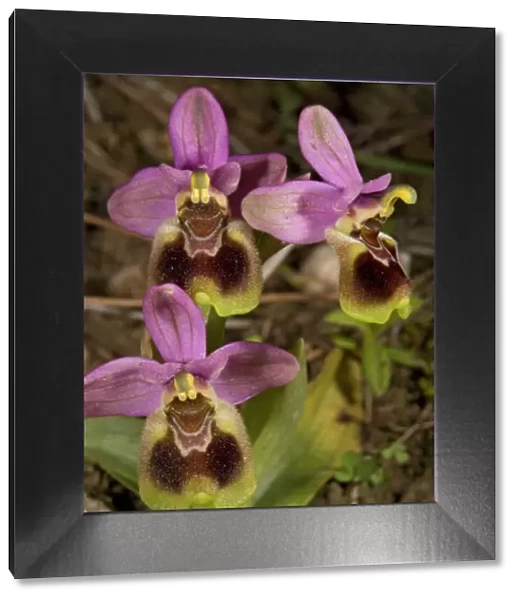 Bee Orchid. Chios, Greece