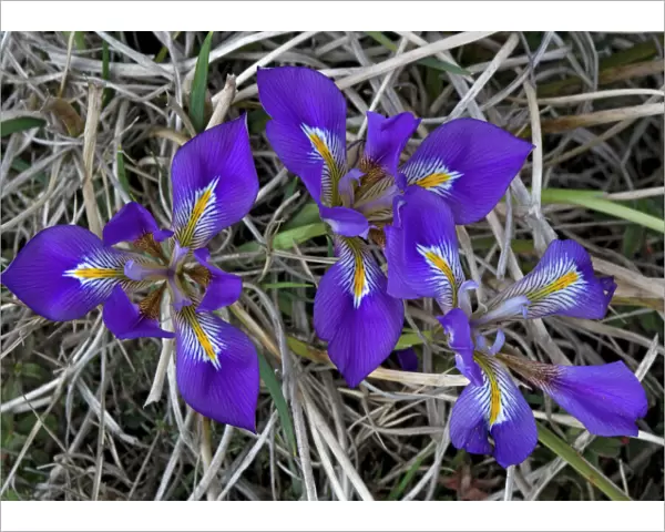 Beautiful blue Iris. The Peloponnese form of cretan iris. Formerly known as Iris unguicularis and Iris stylosa. Greece