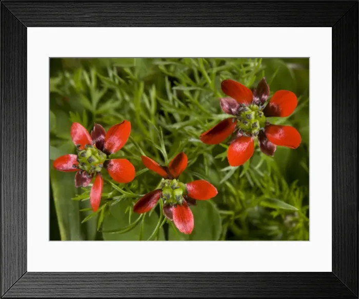 Framed Print : Pheasant's eye - cornfield weed, very rare in UK Framed Print : Pheasant's eye - cornfield weed, very rare in UK