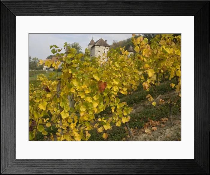 Framed Print : Vineyards in autumn, at Old chateau north of Ruffieux. Haute-Savoie, France Framed Print : Vineyards in autumn, at Old chateau north of Ruffieux. Haute-Savoie, France