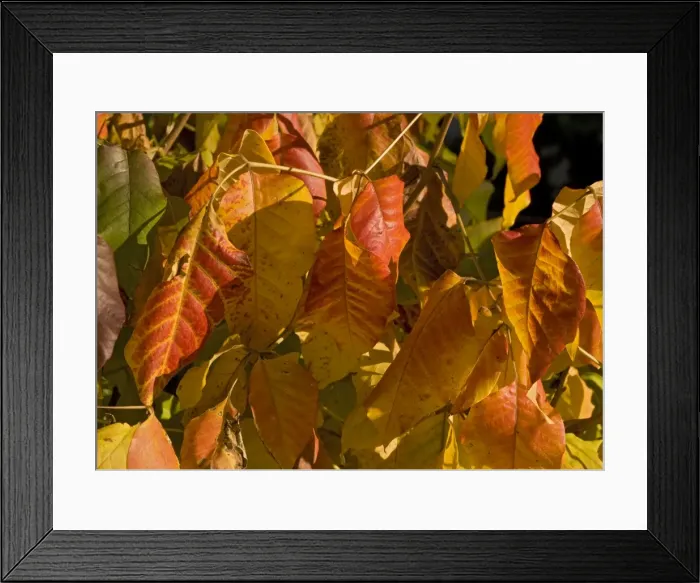 Framed Print : Poison ivy showing autumn colour Framed Print : Poison ivy showing autumn colour