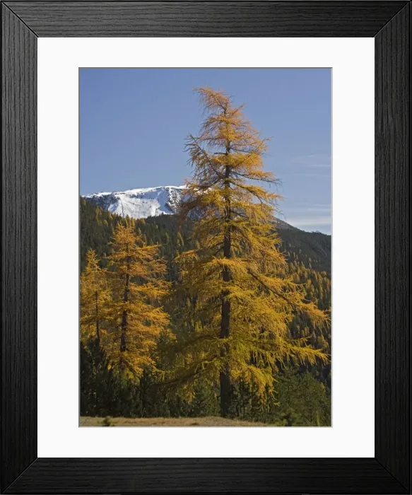 Framed Print : Common Larches in autumn, in the Swiss National Park, just west of Zernez. Switzerland Framed Print : Common Larches in autumn, in the Swiss National Park, just west of Zernez. Switzerland
