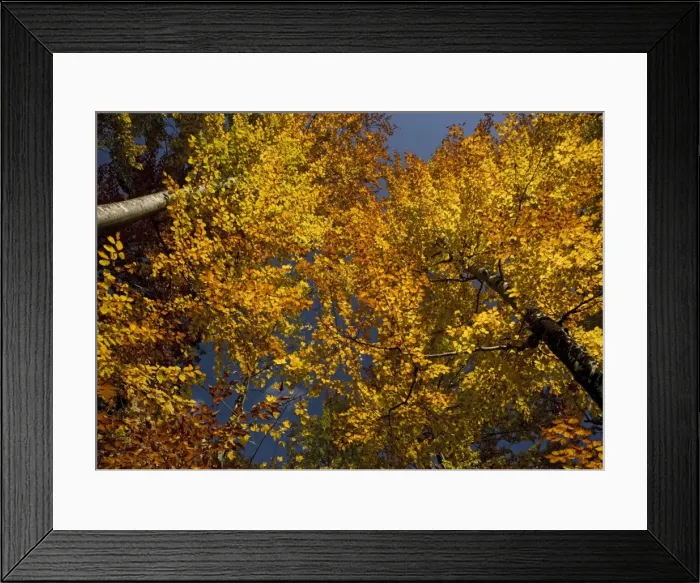 Framed Print : Beech Trees - In Autumn Framed Print : Beech Trees - In Autumn