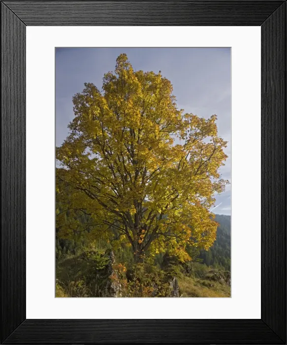 Framed Print : Old Sycamore tree in autumn colour. Dolomites. Italy Framed Print : Old Sycamore tree in autumn colour. Dolomites. Italy