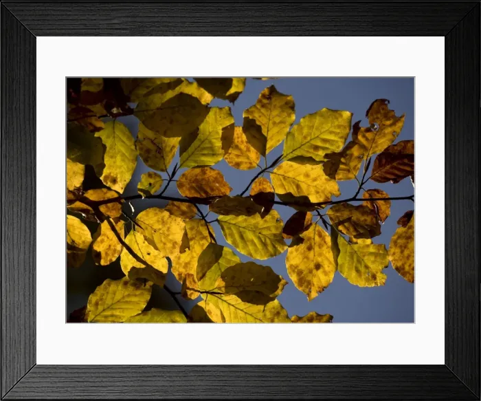 Framed Print : Beech foliage in autumn Framed Print : Beech foliage in autumn