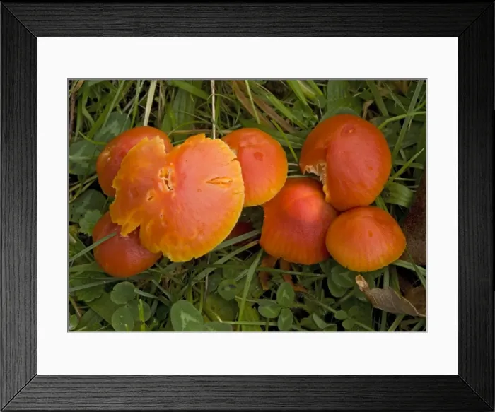 Framed Print : A red wax-cap in old grassland Framed Print : A red wax-cap in old grassland