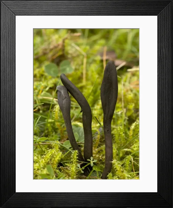 Framed Print : Earth tongues, in old grassland Framed Print : Earth tongues, in old grassland